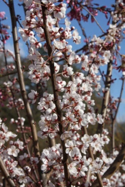 Prunus ‘Trailblazer’