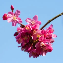Prunus X Persicoides ‘Spring Glow’