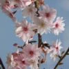 Prunus X Subhirtella ‘Autumnalis’ -Tree Furnish Store prunus x subhirtella autumnalis 4