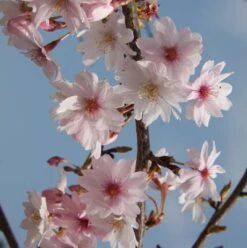 Prunus X Subhirtella ‘Autumnalis’