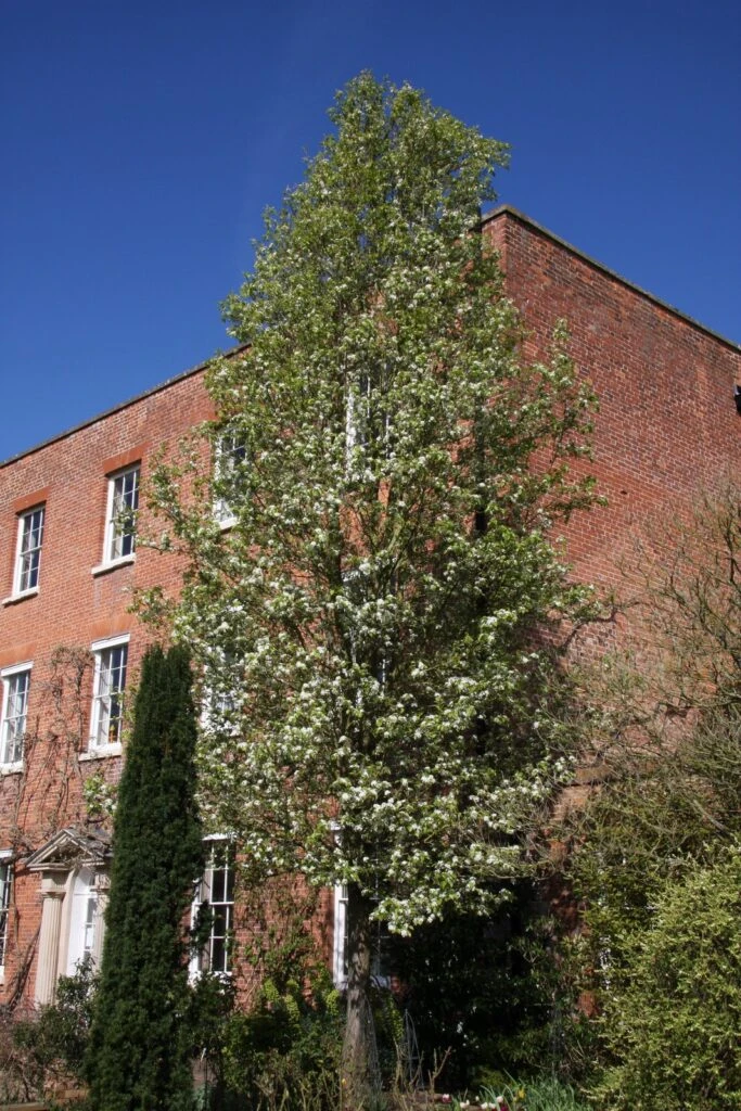 Pyrus Calleryana ‘Chanticleer’ 3 Pyrus Calleryana ‘Chanticleer’