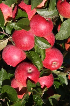 Queen Of The Realm™