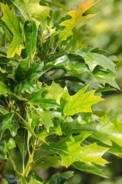 Quercus Palutris ‘Green Pillar’ (‘Pringreen’)