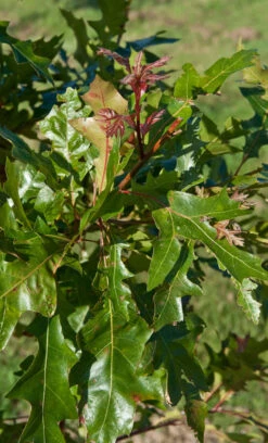 Quercus Texana ‘New Madrid’