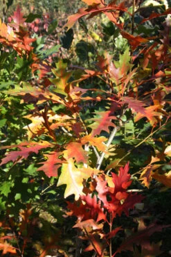 Quercus X Warei ‘Regal Prince’