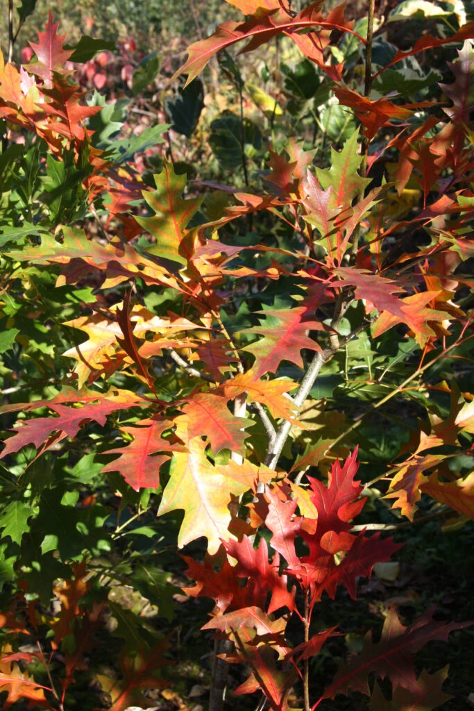 Quercus X Warei ‘Regal Prince’ 3 Quercus X Warei ‘Regal Prince’