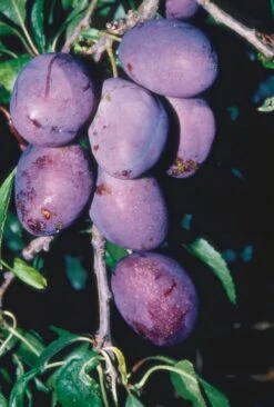 River’s Early Prolific