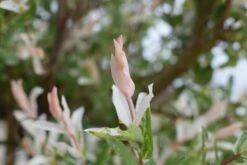 Salix Integra ‘Hakuro-nishiki’