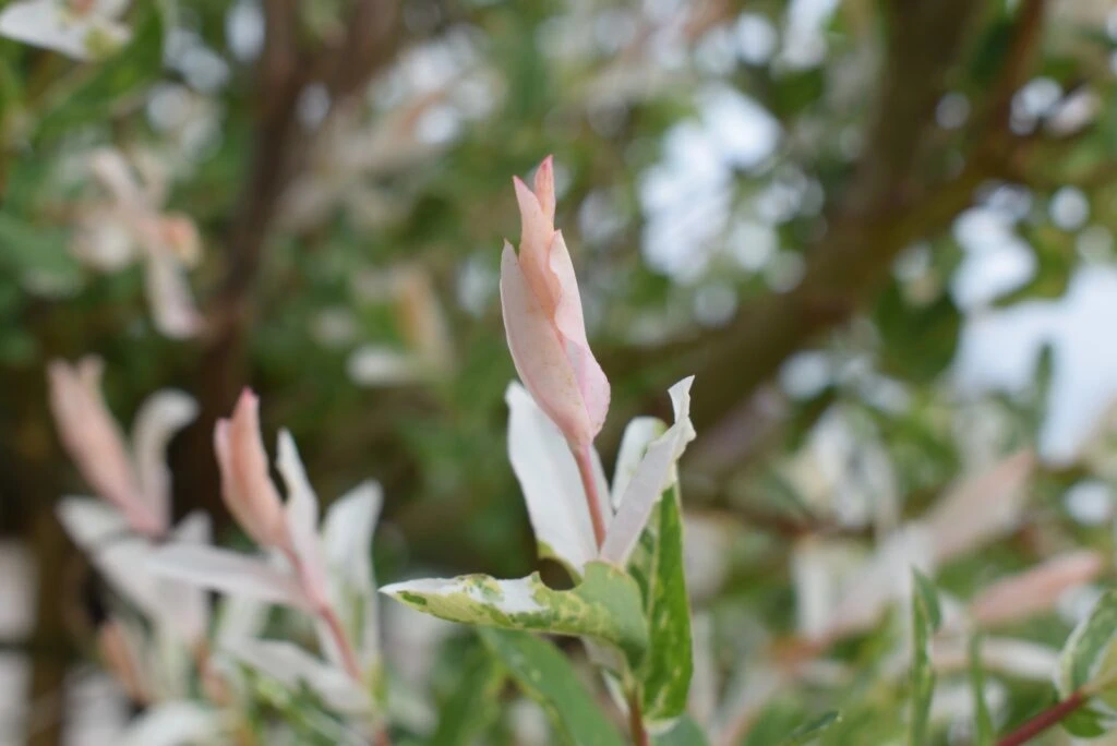 Salix Integra ‘Hakuro-nishiki’ 3 Salix Integra ‘Hakuro-nishiki’