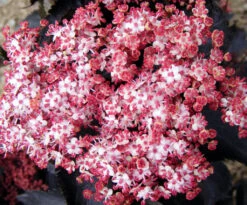 Sambucus Nigra Porphyrophylla ‘Black Tower’® (Eiffel)