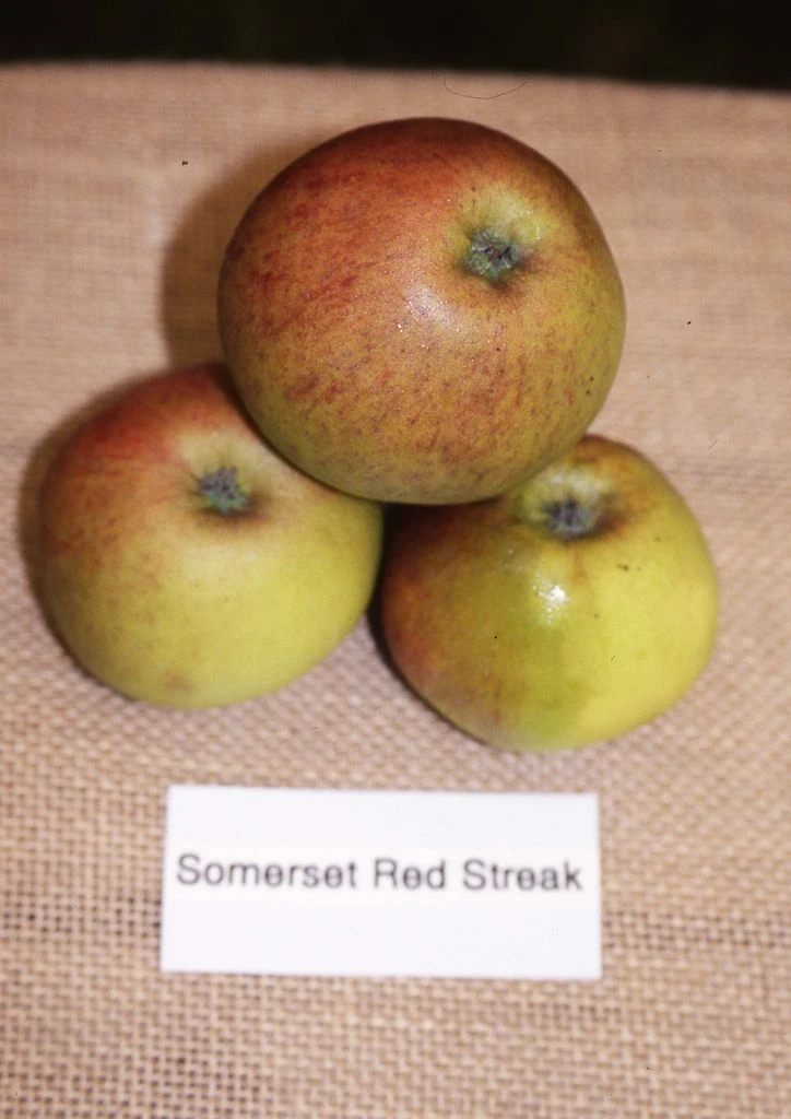 Somerset Redstreak 3 Somerset Redstreak