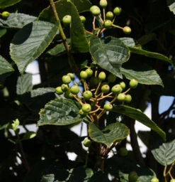 Sorbus Alnifolia ‘Red Bird’