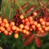 Sorbus ‘Amber Light’ 1 Sorbus ‘Amber Light’ -Tree Furnish Store sorbus amber light 3 1024x683 1