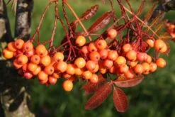 Sorbus ‘Amber Light’