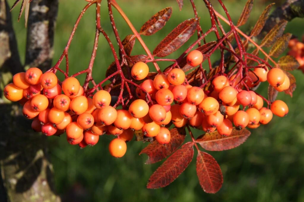 Sorbus ‘Amber Light’ 3 Sorbus ‘Amber Light’