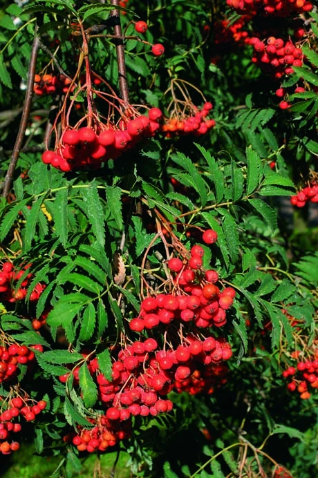 Sorbus Aucuparia ‘Aspleniifolia’ 3 Sorbus Aucuparia ‘Aspleniifolia’