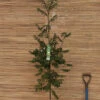 Sorbus Aucuparia ‘Fingerprint’® 1 Sorbus Aucuparia ‘Fingerprint’® -Tree Furnish Store sorbus aucuparia fingerprint 2