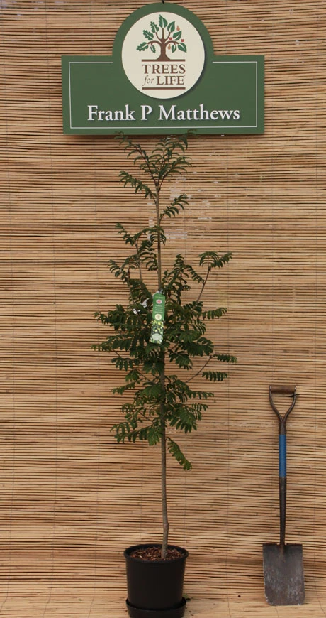 Sorbus Aucuparia ‘Fingerprint’® 3 Sorbus Aucuparia ‘Fingerprint’®