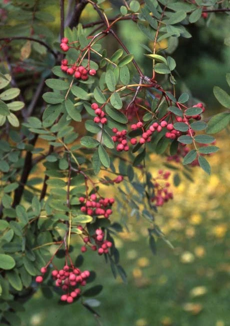 Sorbus Carmesina ‘Emberglow’ 3 Sorbus Carmesina ‘Emberglow’