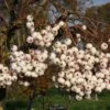 Sorbus Cashmiriana 1 Sorbus Cashmiriana -Tree Furnish Store sorbus cashmiriana 3 1024x683 1
