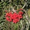 Sorbus ‘Chinese Lace’ -Tree Furnish Store sorbus chinese lace 3 683x1024 1