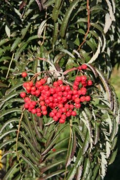 Sorbus ‘Chinese Lace’