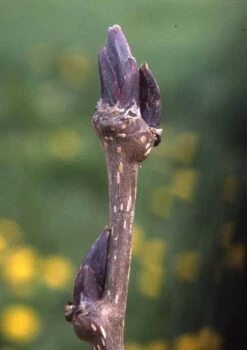 Sorbus Commixta ‘Ravensbill’
