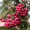 Sorbus ‘Glendoick Spire’™ 2 Sorbus ‘Glendoick Spire’™ -Tree Furnish Store sorbus glendoick spire 3