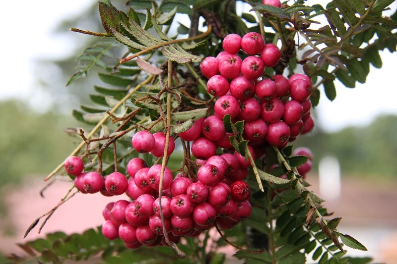 Sorbus ‘Glendoick Spire’™ 3 Sorbus ‘Glendoick Spire’™