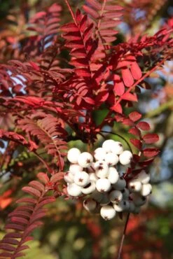 Sorbus ‘Glendoick White Baby’™