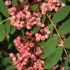 Sorbus Pseudohupehensis’Pink Pagoda’ -Tree Furnish Store sorbus hupehensis pink pagoda 3 683x1024 1