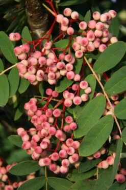 Sorbus Pseudohupehensis’Pink Pagoda’