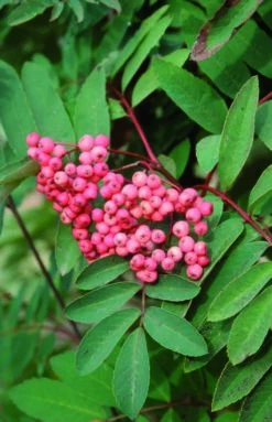 Sorbus ‘Pink-Ness’