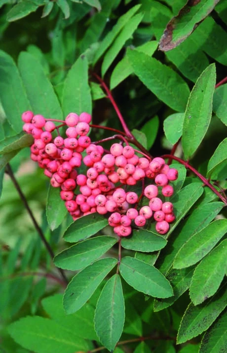 Sorbus ‘Pink-Ness’ 3 Sorbus ‘Pink-Ness’