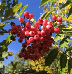 Sorbus ‘Pink Pearl’