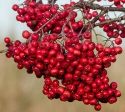 Sorbus ‘Rose Queen’