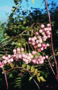 Sorbus Rosea ‘Rosiness’