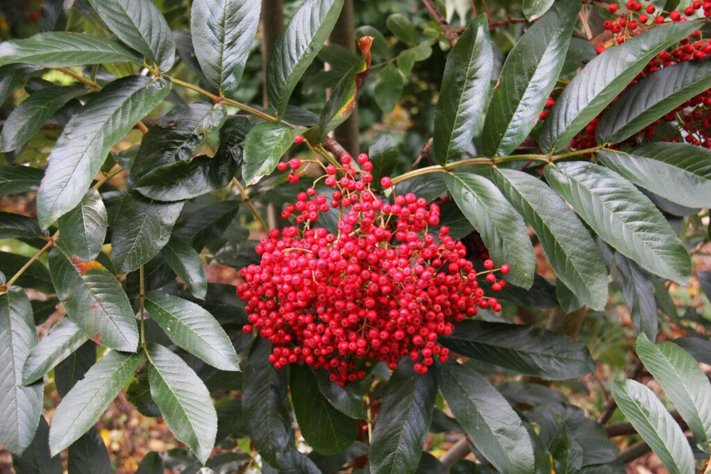 Sorbus Splendens 3 Sorbus Splendens