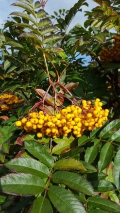 Sorbus ‘Wisley Gold’