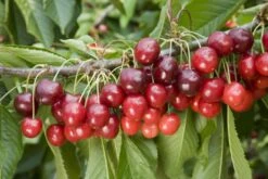 Orchard Collection #1 -Tree Furnish Store stella 2 1024x683 1