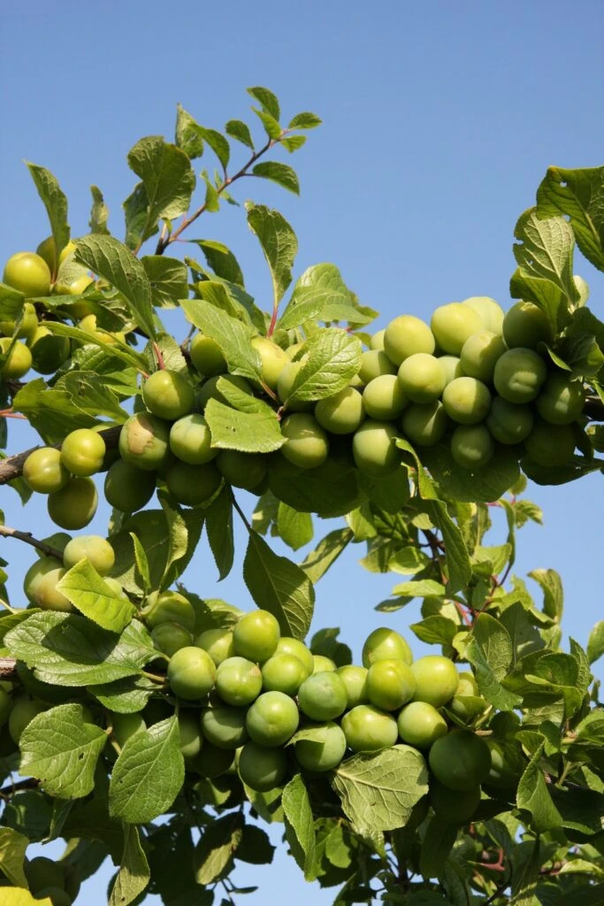 Stella’s Star® 3 Stella’s Star®