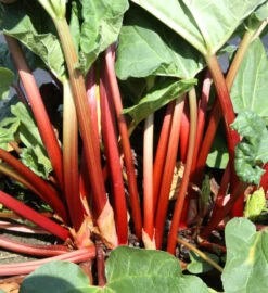 Fulton’s Strawberry Surprise