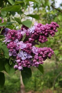 Syringa Vulgaris ‘Katherine Havemeyer’