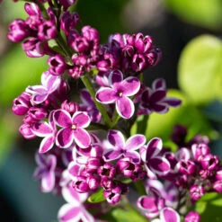 Syringa Vulgaris ‘Sensation’