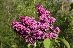 Syringa Vulgaris ‘Souvenir De Louis Spaeth’