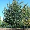 Tilia Cordata ‘Greenspire’ -Tree Furnish Store tilia cordata greenspire 2 768x1024 1