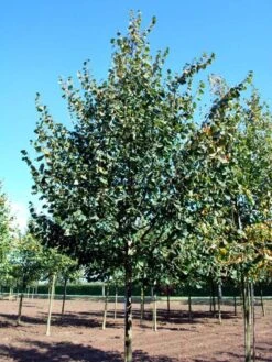 Tilia Cordata ‘Greenspire’
