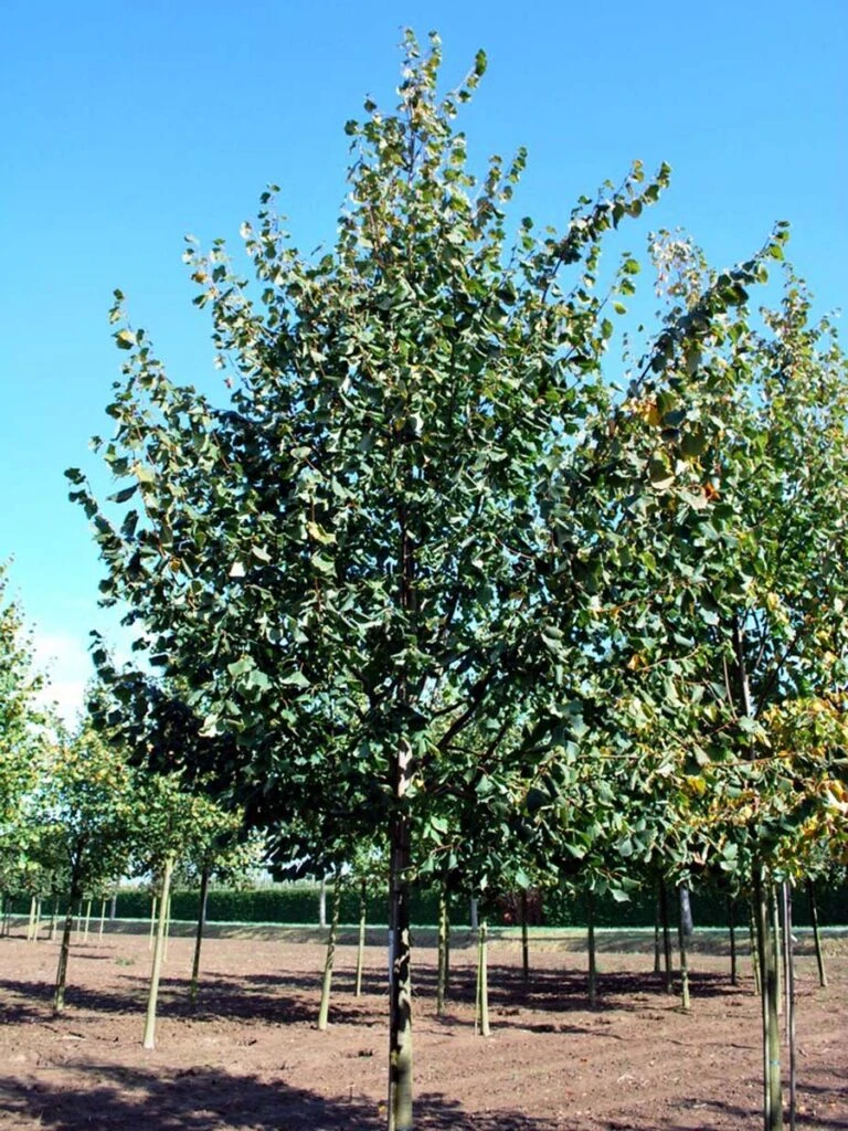 Tilia Cordata ‘Greenspire’ 3 Tilia Cordata ‘Greenspire’