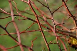 Tilia Cordata ‘Winter Orange’