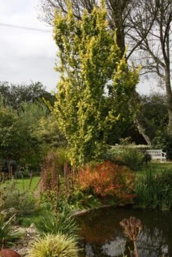 Ulmus X Hollandica ‘Wredei’